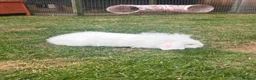 Mini Lion Lop rabbits for sale: Baby rabbit 10 weeks old  - Advert 3