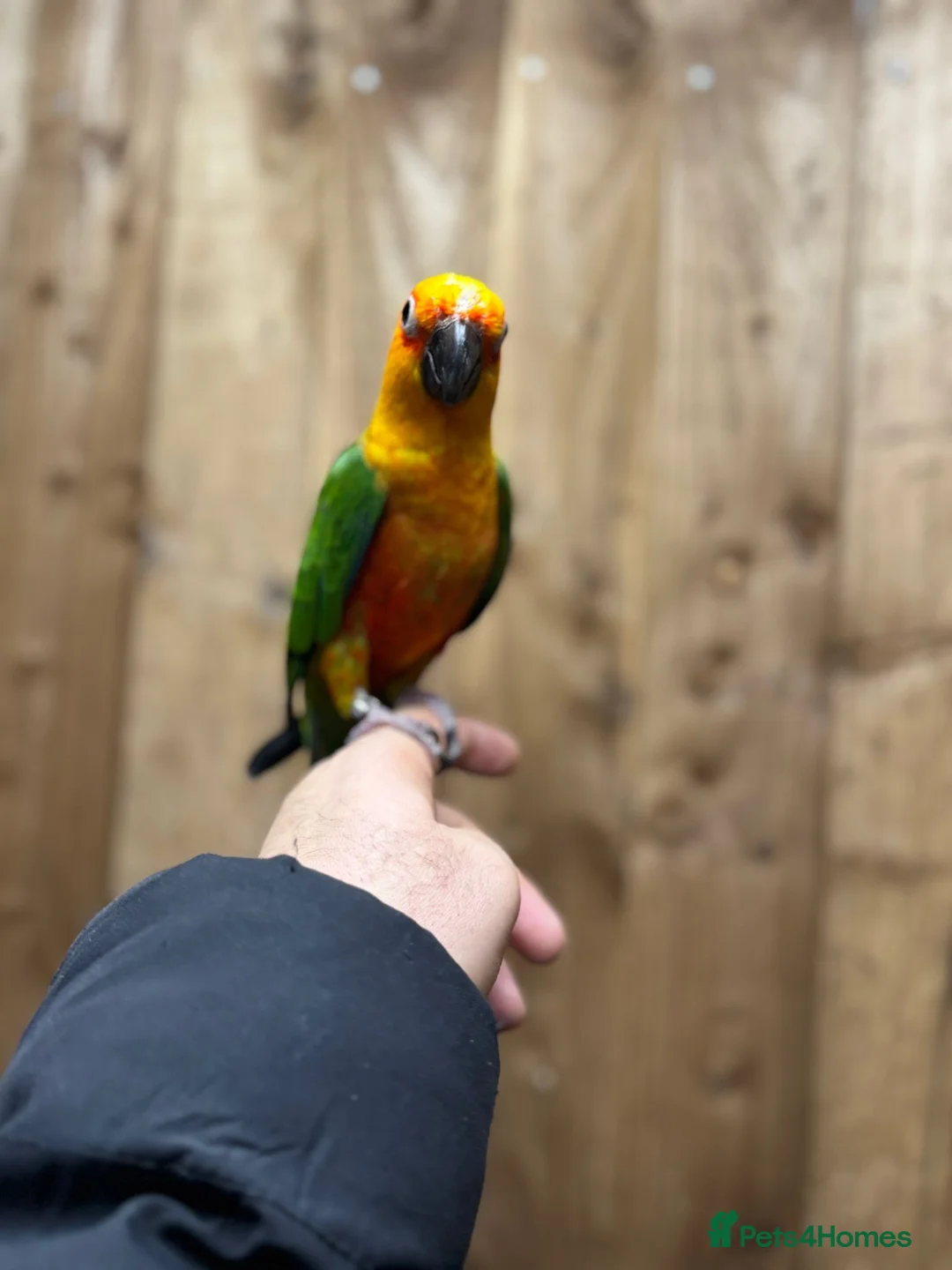 Conures birds for sale: Baby Jandey conure  - Advert 5