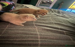 Domestic Shorthair cats for sale: 4 gorgeous kittens  - Image 17