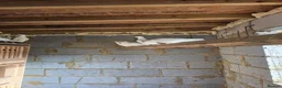 Pigeons birds for sale: White Domestic Pigeons  - Advert 3