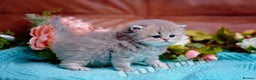 Persian cats for sale:  Persian Chinchilla Kittens - Advert 7