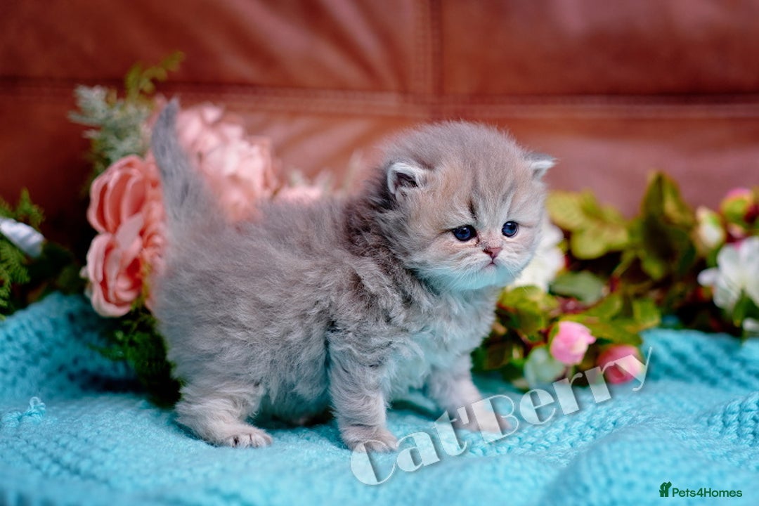 Persian cats for sale: Persian Chinchilla Kittens - Image 4