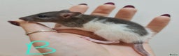 Rat rodents for sale: Baby rats  - Advert 3
