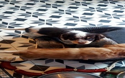 Cocker Spaniel dogs for sale: One tri colour girl looking for forever home - Image 3