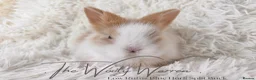 Lionhead rabbits for sale: Fully Vaccinated Lionhead Brothers  - Advert 9