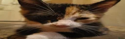 Domestic Shorthair cats for sale: 5 beautiful lovely kittens 🐾🐾 in Boston - Advert 27