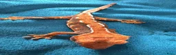 Gecko reptiles for sale: Baby gargoyle geckos and baby cresties lilys etx - Advert 11
