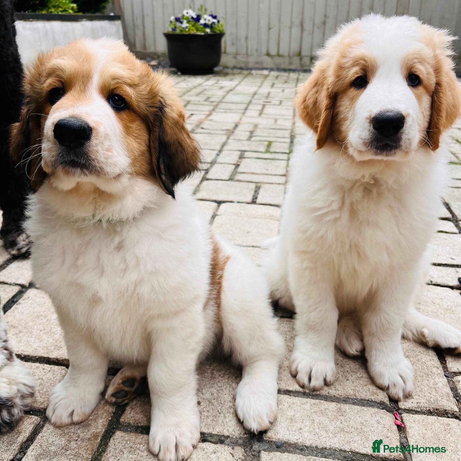 Mixed Breed dogs READY NOW, Golden Doodle X Pyrenees Puppies - Advert 2
