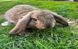 Mini Lop rabbits for sale: Mini Lop Rabbits For Sale  - Image 15