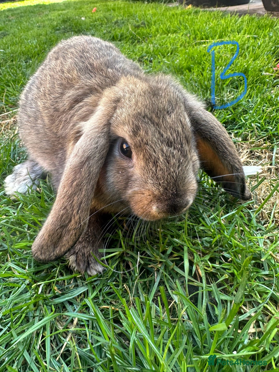 Mini Lop rabbits for sale: Mini Lop Rabbits For Sale  - Image 15