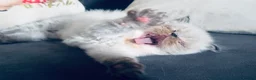 Himalayan cats for sale: Stunning Himalayan Persians - Advert 9