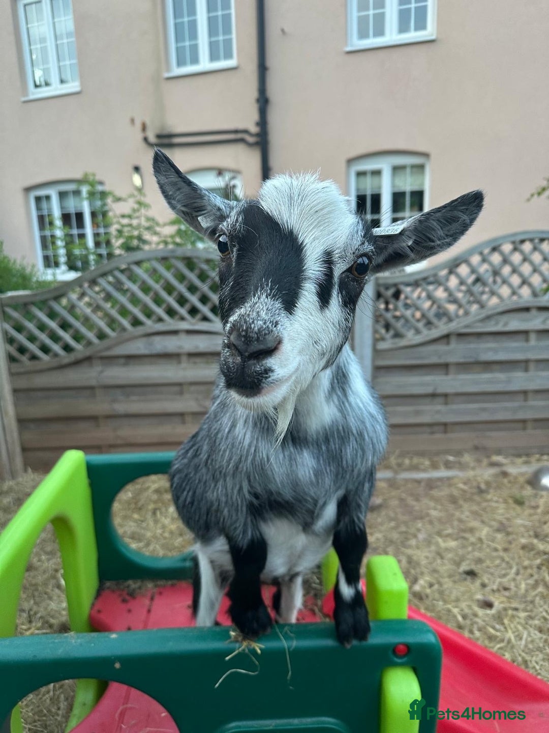 Goats livestock for sale: 4 Pygmy Goats for Sale – - Advert 1