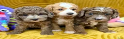 Cavapoo dogs for sale: Stunning F1B Cavapoos FULLY DNA health tested - Advert 10