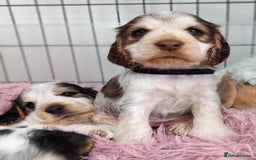 Cocker Spaniel dogs for sale: Stunning Show cocker spaniel puppies Health tested - Image 6