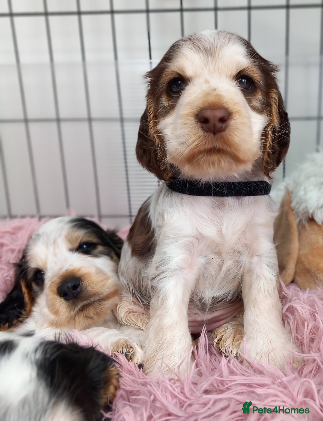 Cocker Spaniel dogs for sale: Stunning Show cocker spaniel puppies Health tested - Image 6