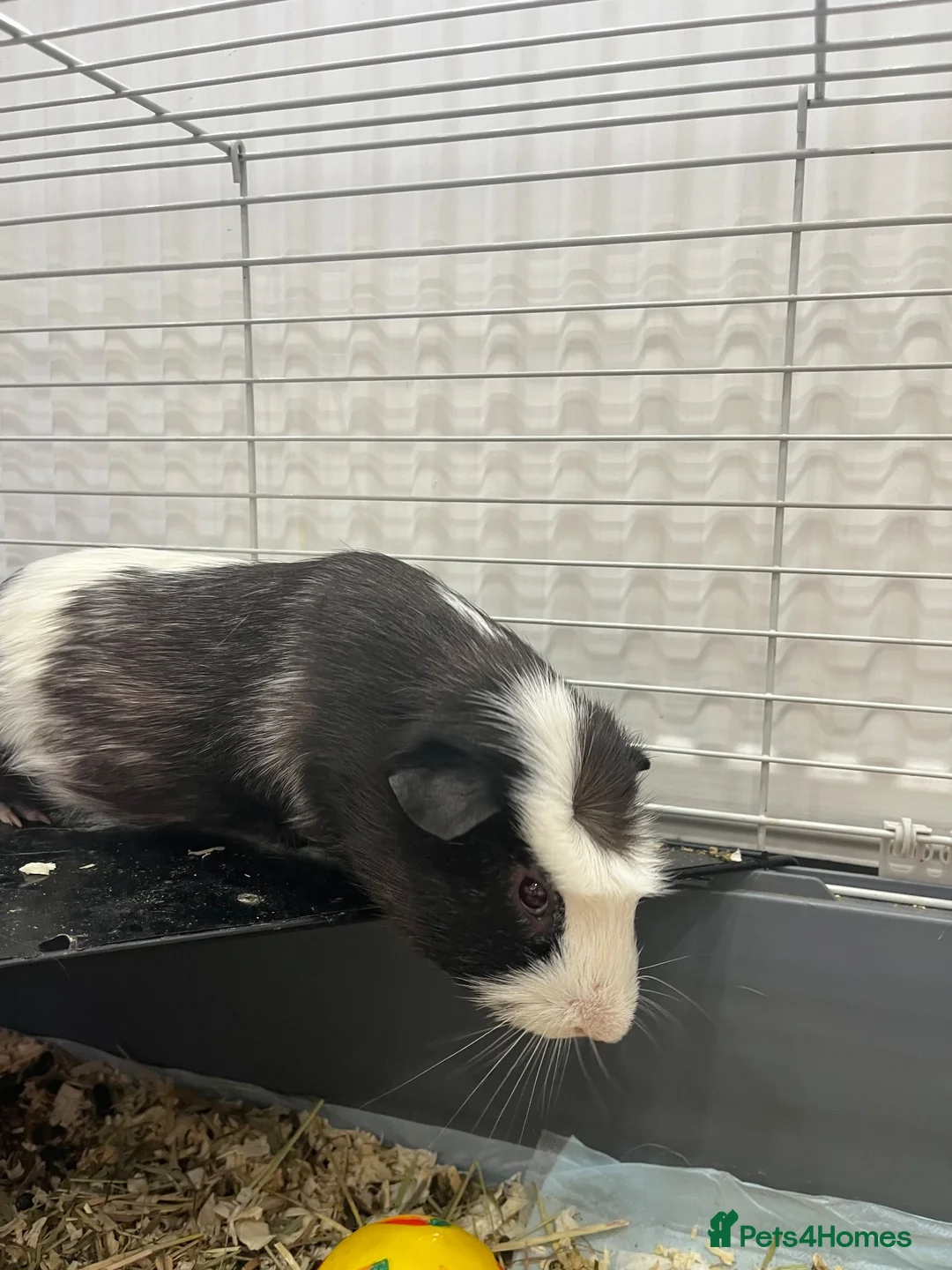 Guinea Pig rodents for sale: 2 x male guinea pigs  - Advert 6