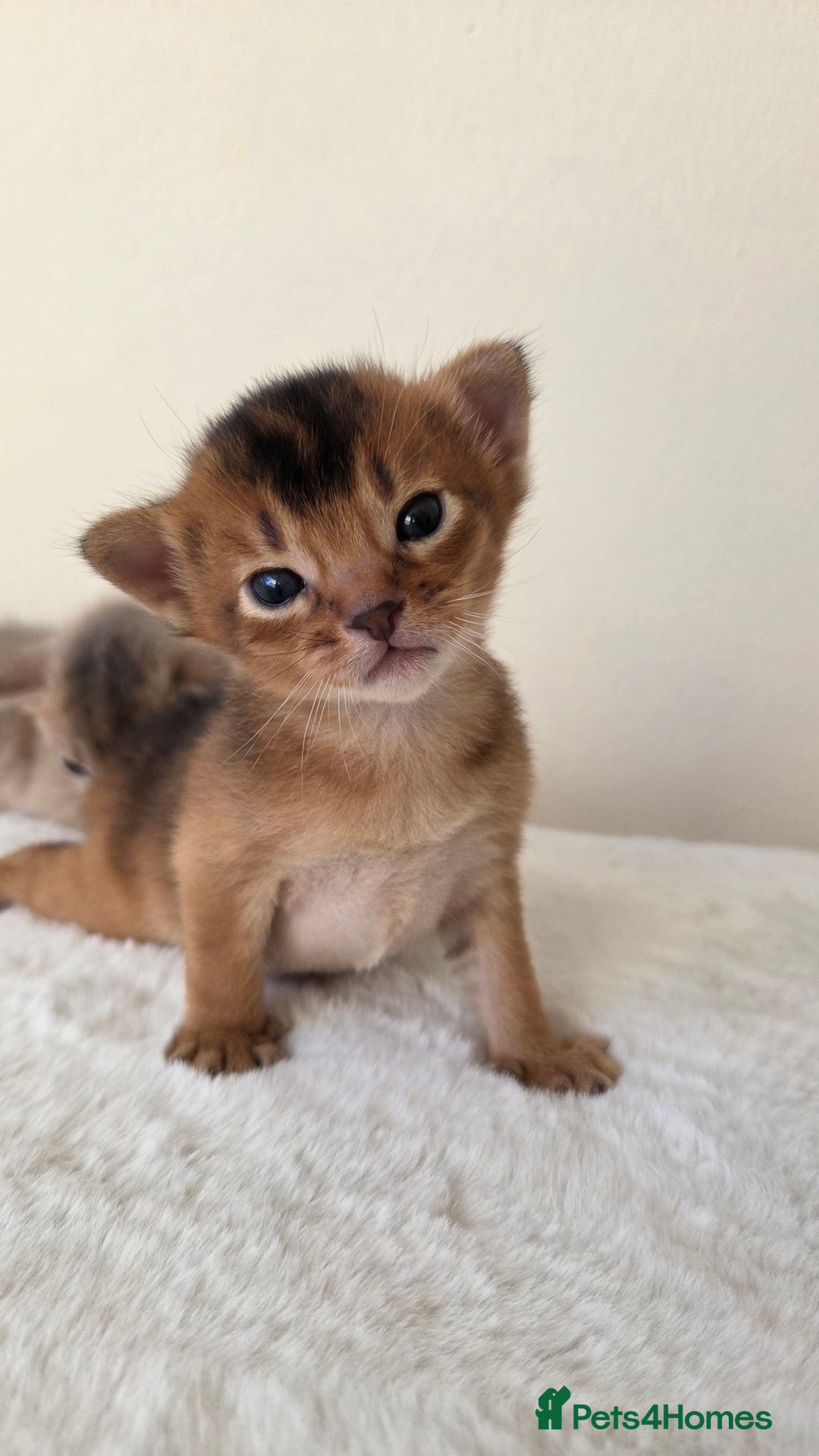Abyssinian cats for sale: TICA-registered Abyssinian kittens - Advert 3