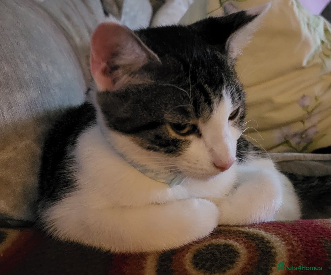 Mixed Breed cats for sale: gorgeous female kittens  - Image 7