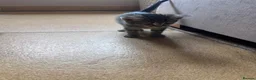 Mixed Breed cats for sale: Adorable kittens looking for their forever homes - Advert 7