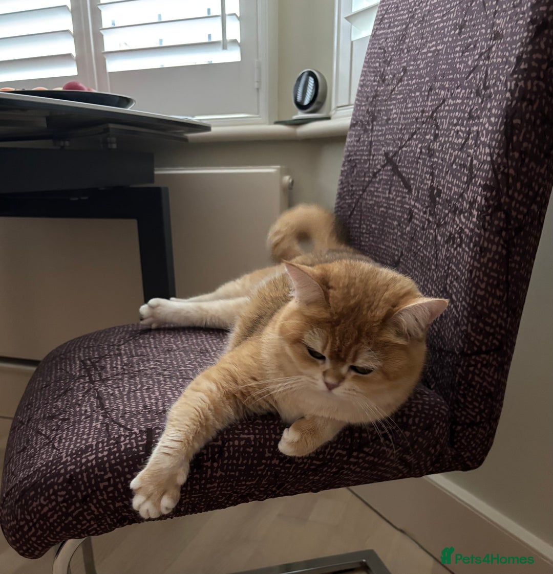 British Shorthair cats for sale: Black Golden Chinchilla  - Image 6