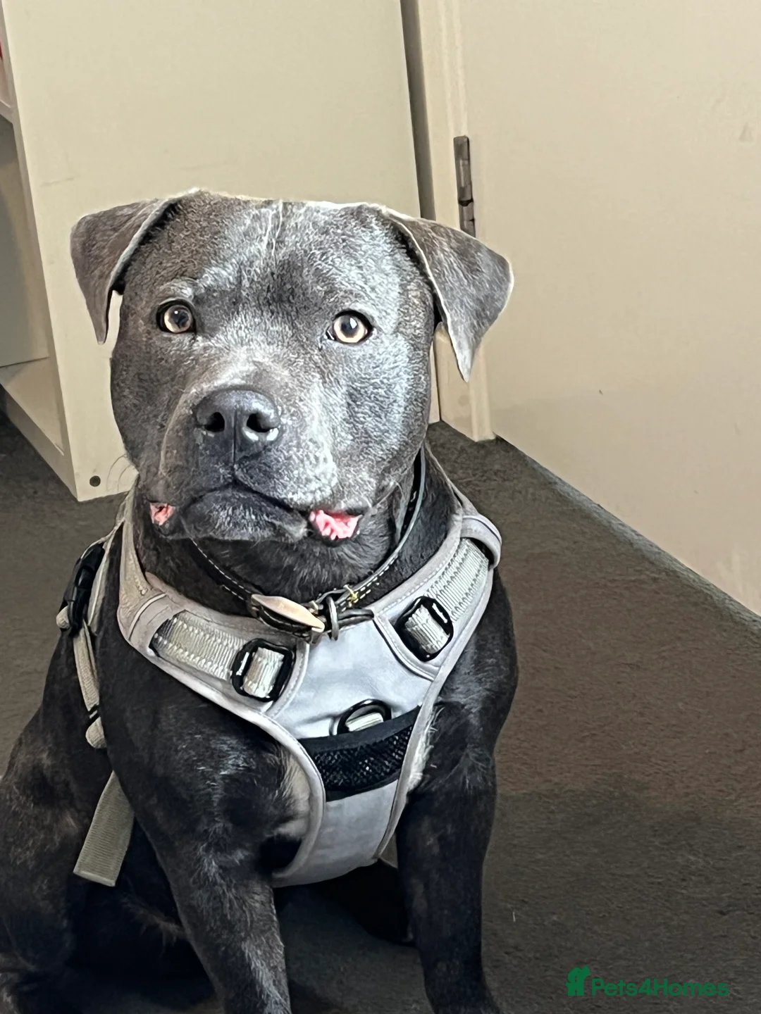 Staffordshire Bull Terrier dogs for sale: Blue staffy pups due soon - Advert 3