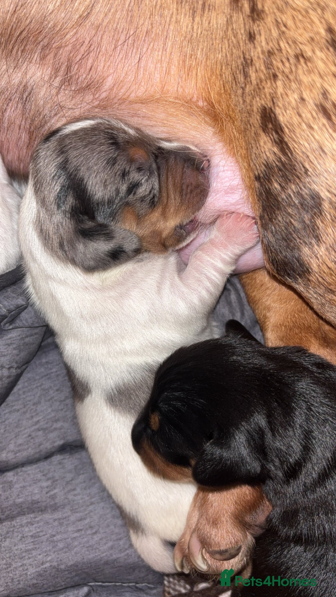 Dachshund dogs for sale: Dachshund-miniature  - Advert 4