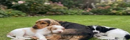 Cocker Spaniel dogs for sale: Show cocker spaniel in Loughton - Advert 5
