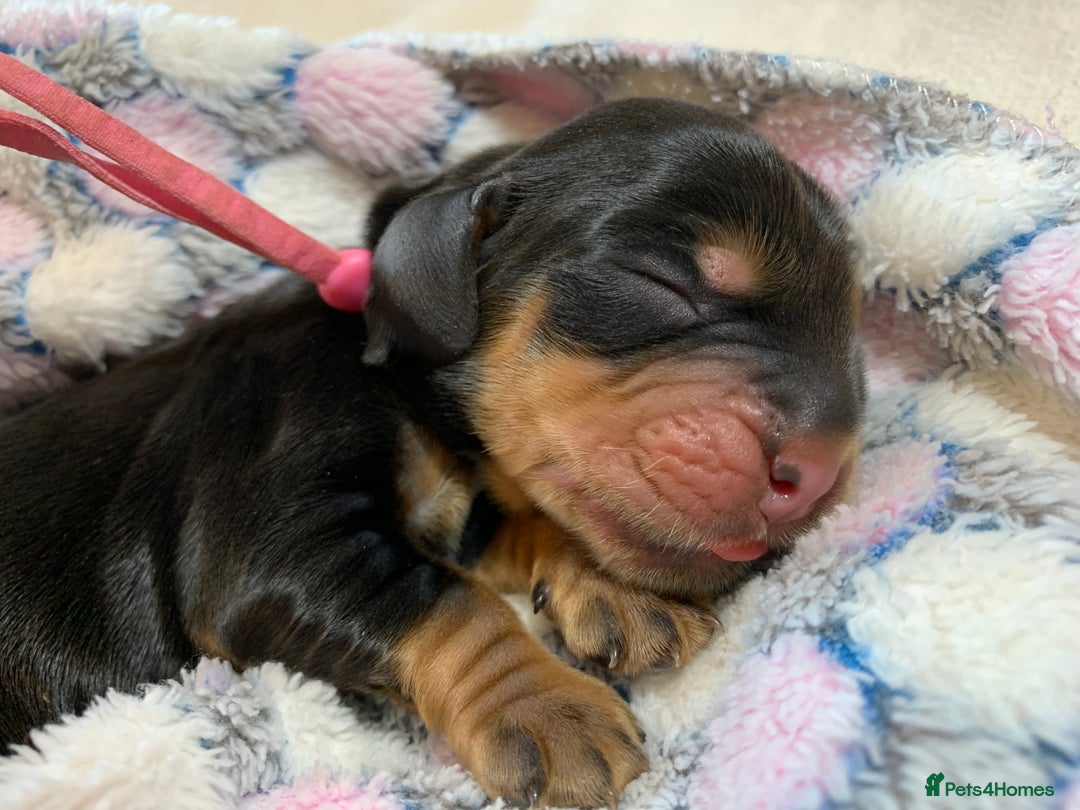 Cocker Spaniel dogs for sale: KC Show Carefully bred for Health and Temperament  - Image 29