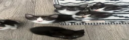 Mixed Breed cats for sale: Kittens rehoming  - Advert 3