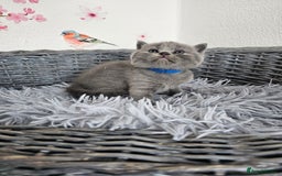 British Shorthair cats for sale: Gccf British Shorthair kittens  - Image 14