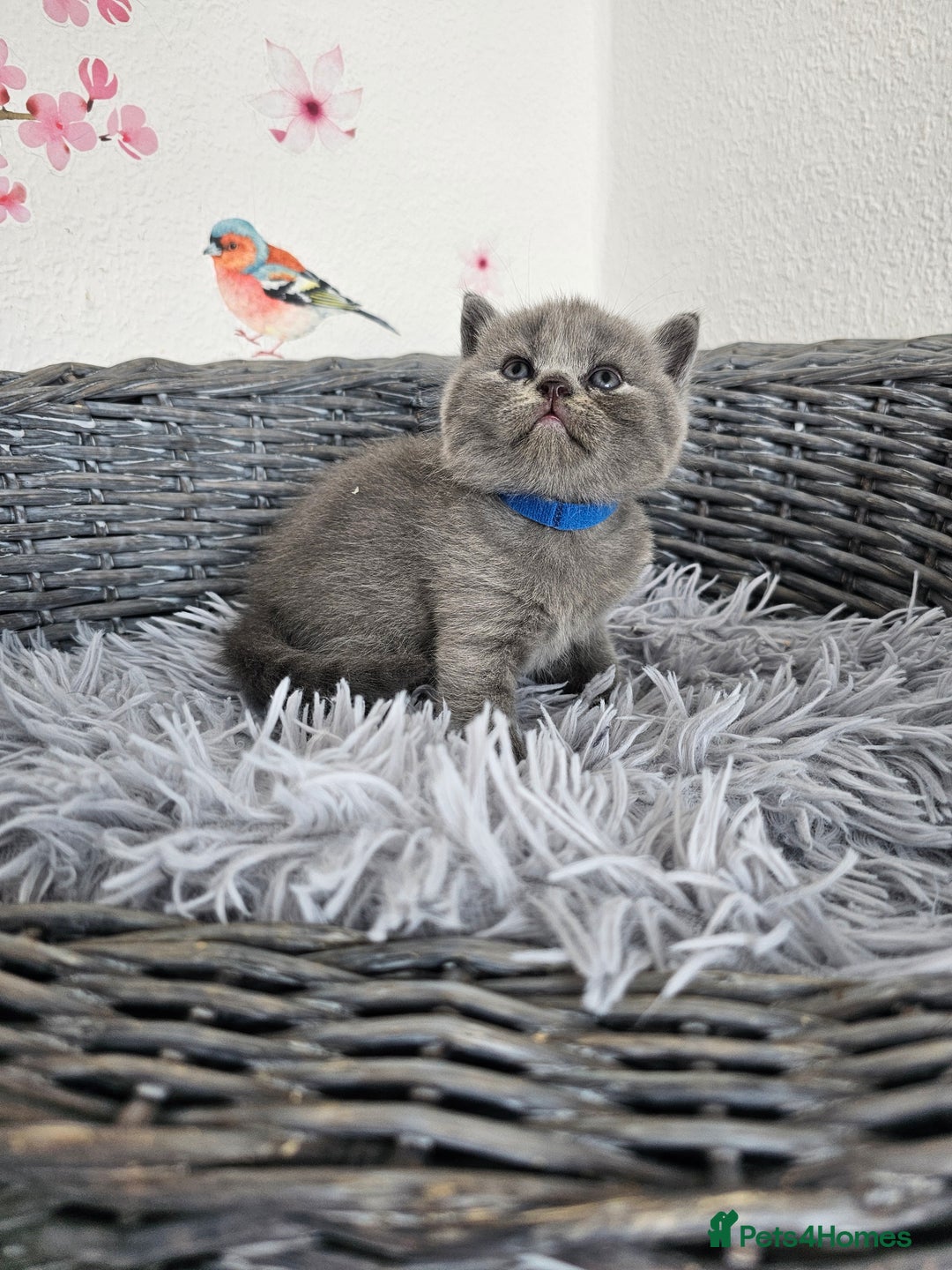 British Shorthair cats for sale: Gccf British Shorthair kittens  - Image 14