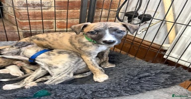 Whippet dogs - Advert 14
