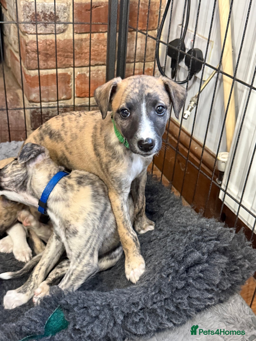 Whippet dogs for sale: 2 Super Smart Whippet boys available - Image 3