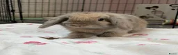 Mixed Breed rabbits for sale: Mini Lion Lop Bunnies  - Advert 9