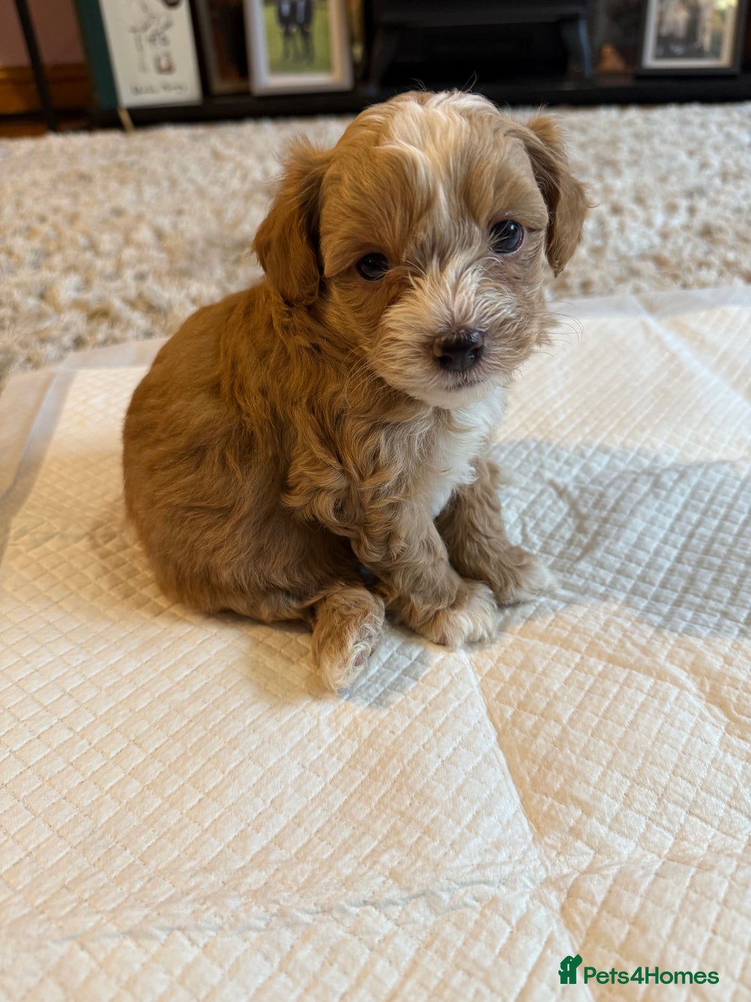 Maltipoo dogs for sale: Real life teddy bear f1 Maltipoos ❤️💥 - Image 35