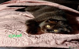 Mixed Breed cats for sale: Scottish Fold Kittens!Rare 🍫chocolate colour🐱 - Image 26