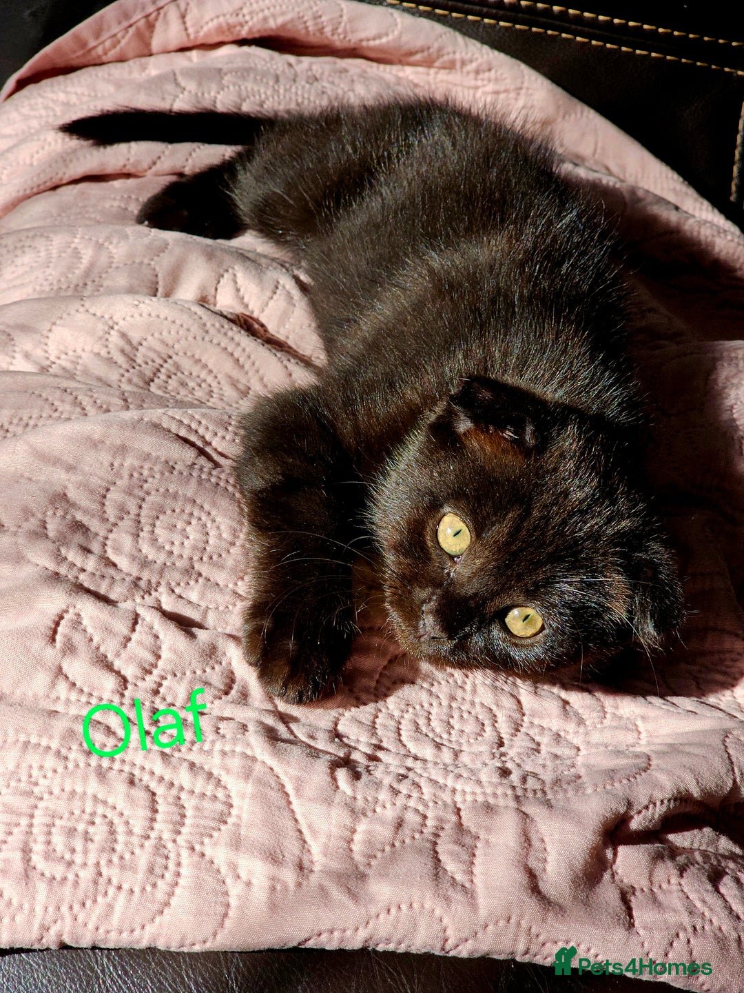 Mixed Breed cats for sale: Scottish Fold Kittens!Rare 🍫chocolate colour🐱 - Image 26