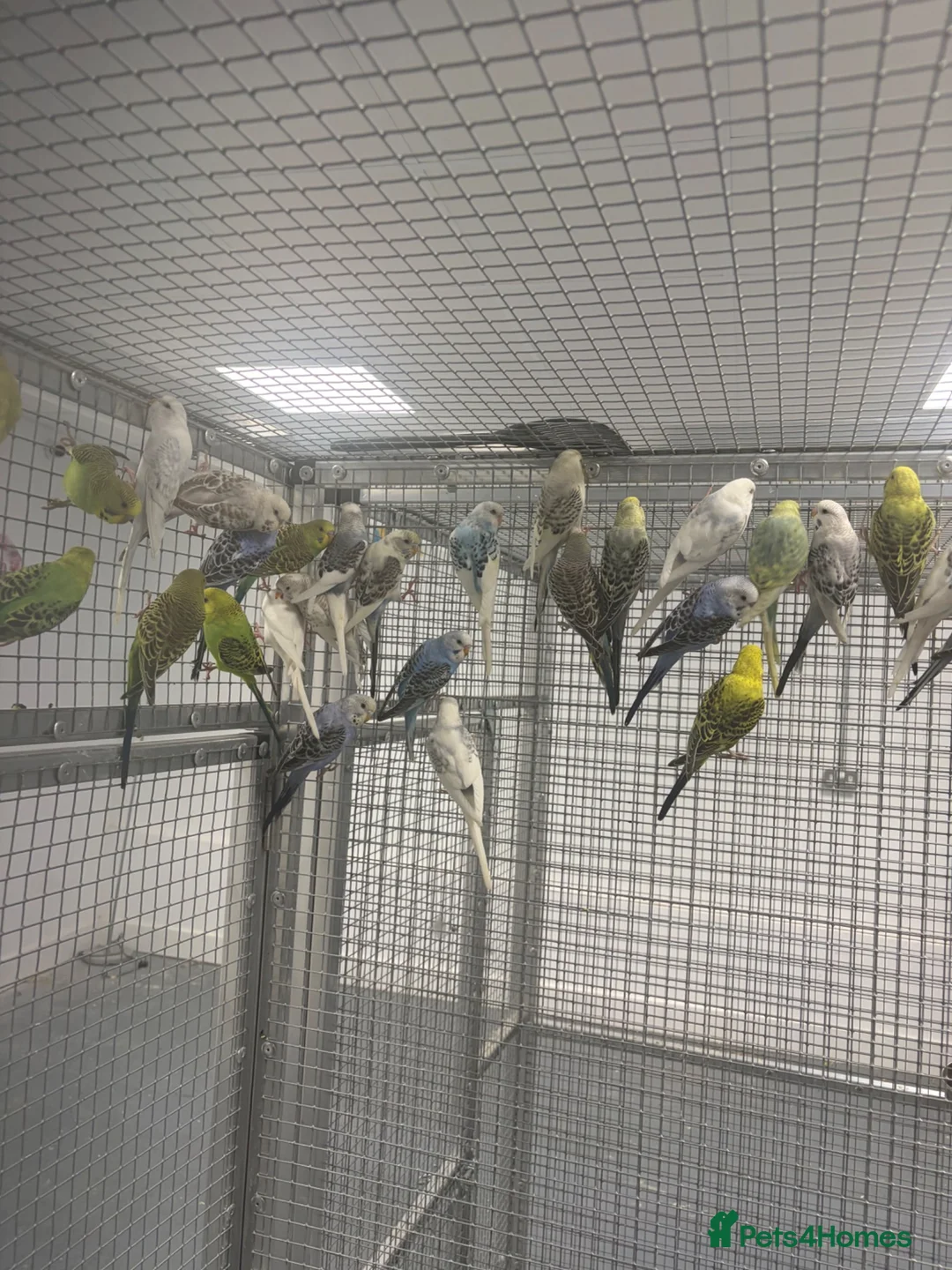 Budgerigars birds for sale: Stunning Various Baby Budgies  - Advert 1
