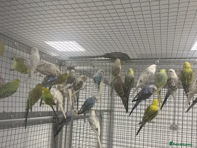Budgerigars birds Stunning Various Baby Budgies - Advert 1
