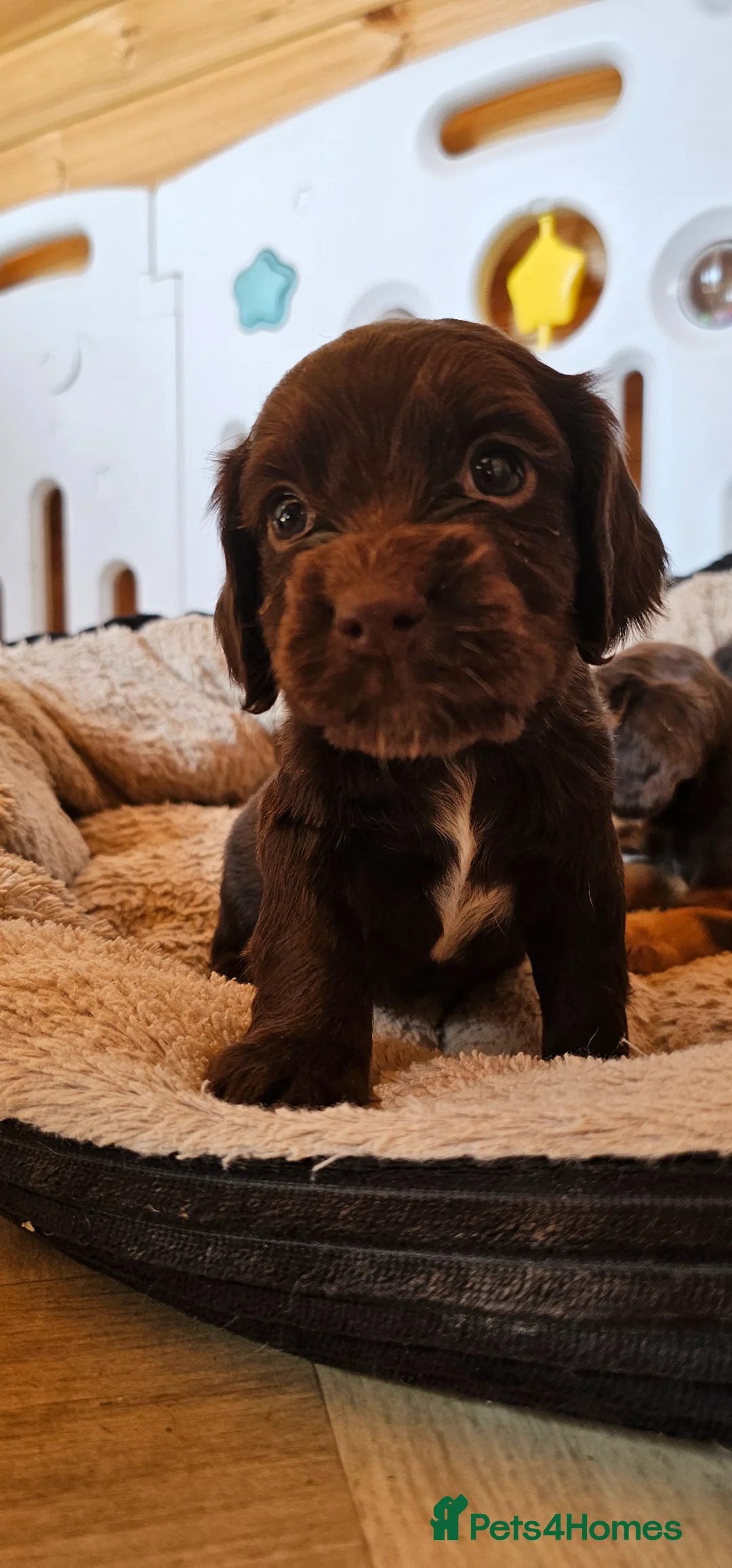 Cocker Spaniel dogs for sale: 5 STUNNING KC WORKING TYPE COCKER SPANIELS  - Advert 2
