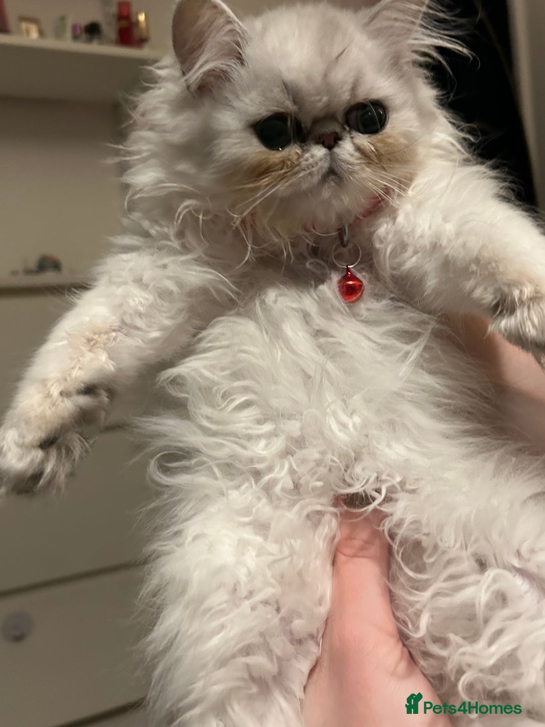 Persian cats for sale: Persian pure kittens  - Image 5
