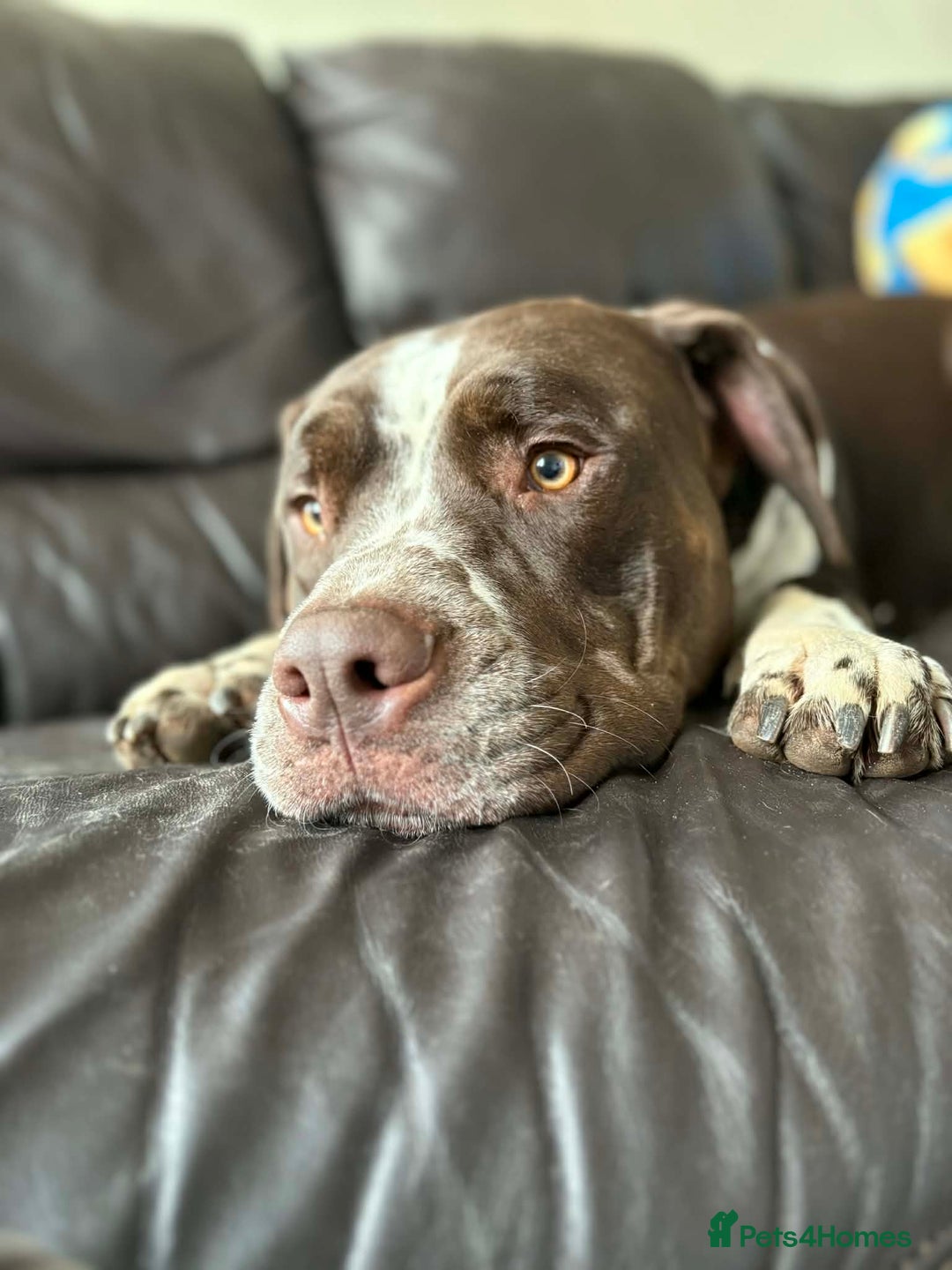 Mixed Breed dogs for sale: House hippo Zero🤍 - Advert 3