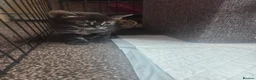 Bengal cats for sale: Bengal mixed  - Advert 5