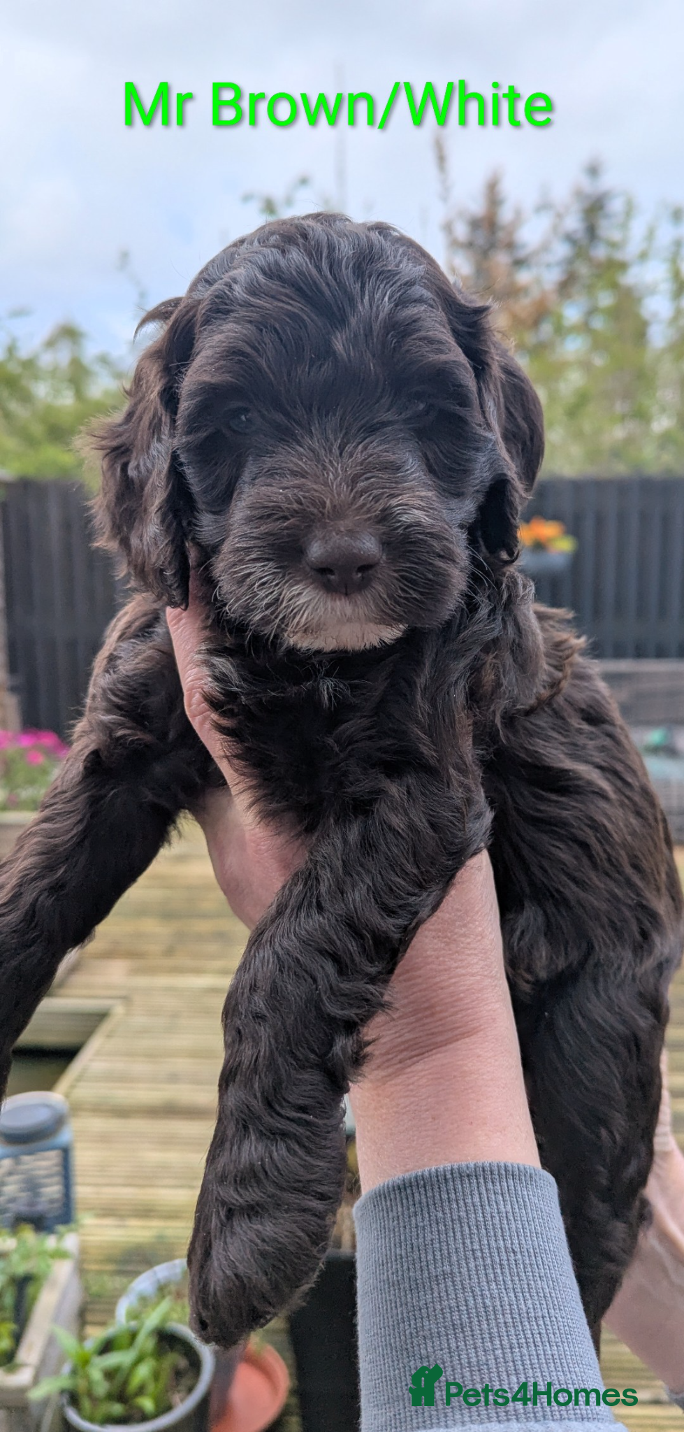 Mixed Breed dogs Cockapoo/Australian Labradoodle Puppies  - Advert 17
