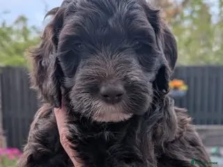 Mixed Breed dogs Cockapoo/Australian Labradoodle Pups - Advert 7