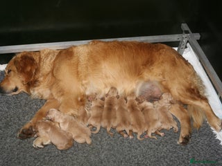 Golden Retriever dogs Golden coloured KC reg Golden Retriever puppies - Advert 4