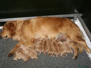 Golden Retriever dogs Golden colour KC reg Golden Retriever pups - Advert 7