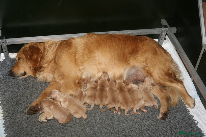 Golden Retriever dogs Golden coloured KC reg Golden Retriever puppies - Advert 4