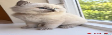 Ragdoll 1