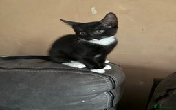 Mixed Breed cats for sale: 4 kittens seeeking forever home only   - Image 8